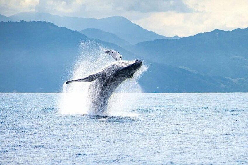 Whale Watching Humpback Tour In Samana 5