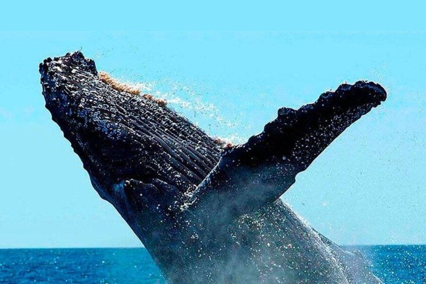Whale Watching Humpback Tour In Samana 2