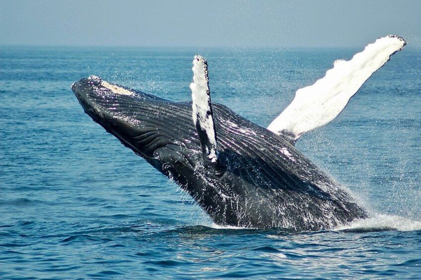 Feel the excitement when a humpback whale appears just meters from the boat. 5