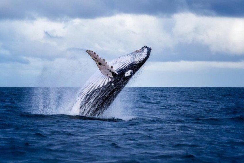 Whale Watching Humpback Tour In Samana 4