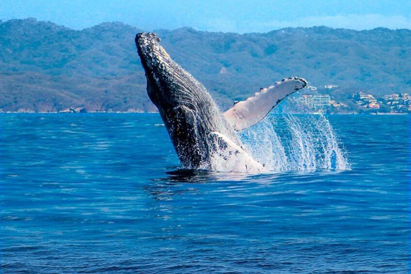 Whale Watching Humpback Tour In Samana 2
