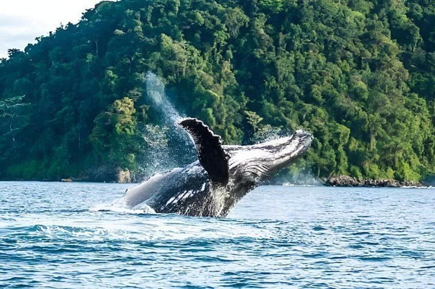 Whale Watching Humpback Tour In Samana 4