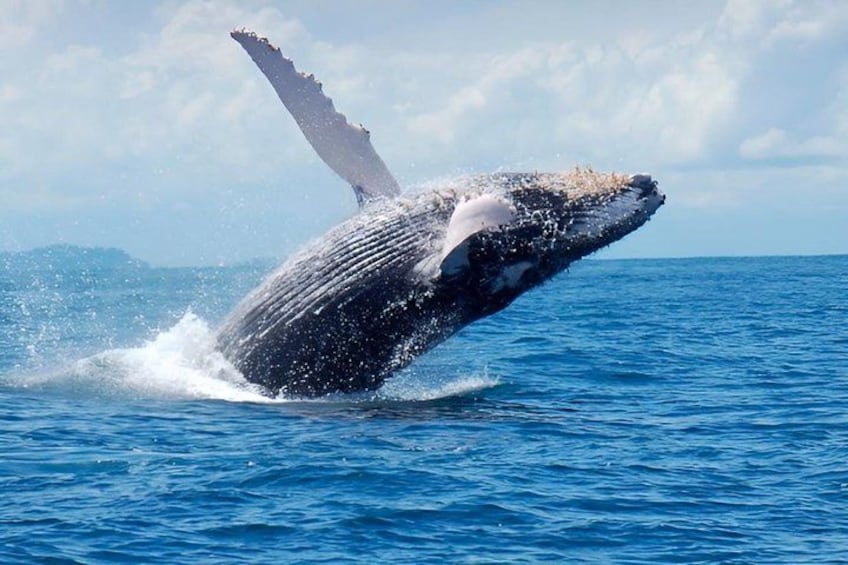 Whale Watching Humpback Tour In Samana 3