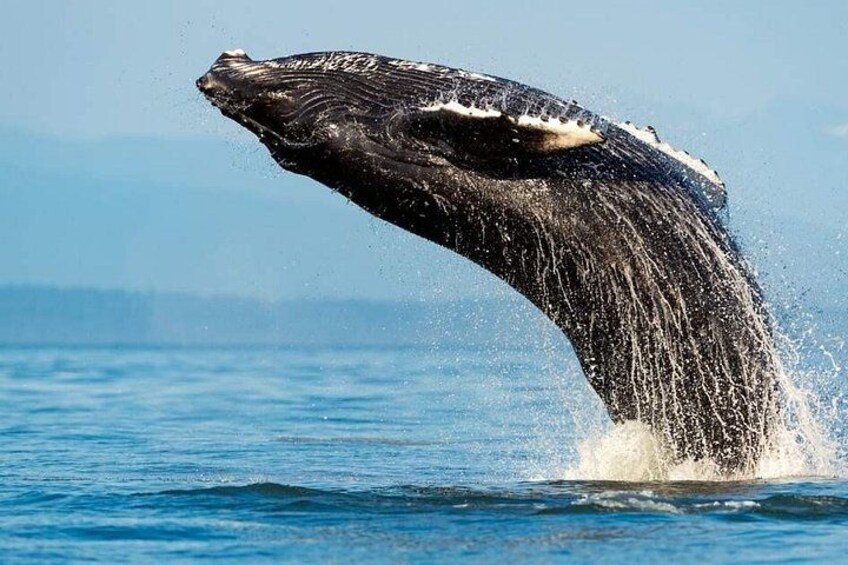 Whale Watching Humpback Tour In Samana 3