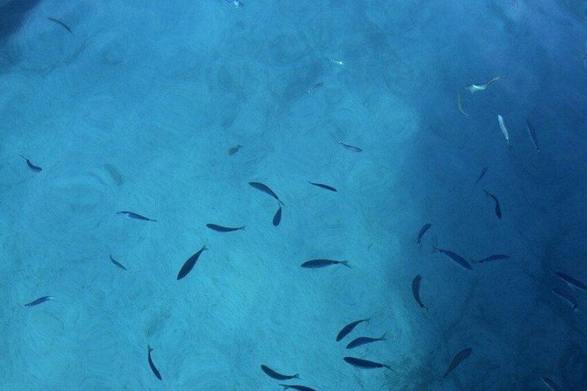 Un banco de peces nadando en el océano. 5