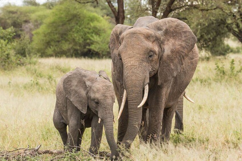 Tarangire National Park Day Trip 1