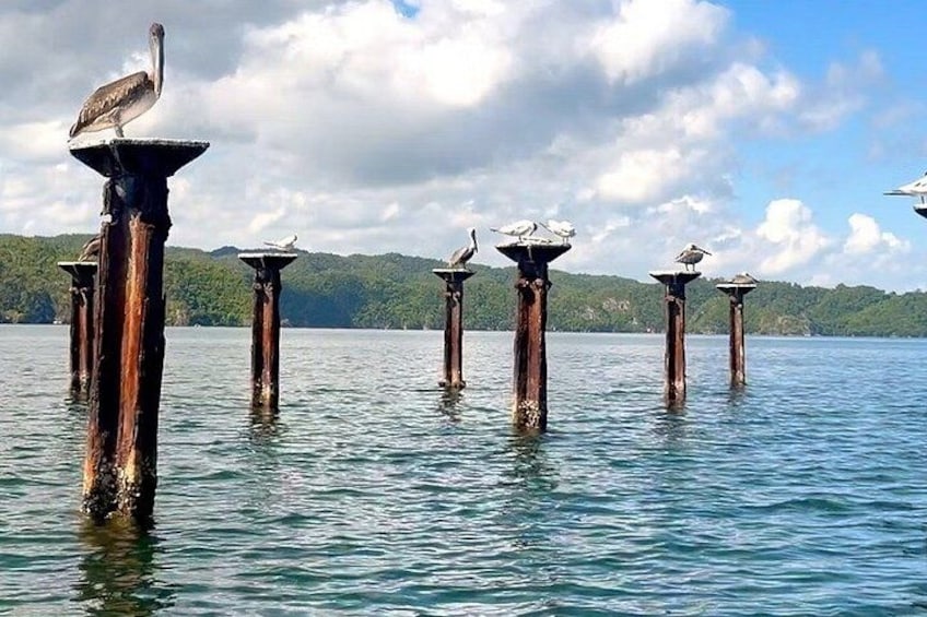Un lago con pali di legno e uccelli appollaiati. 1