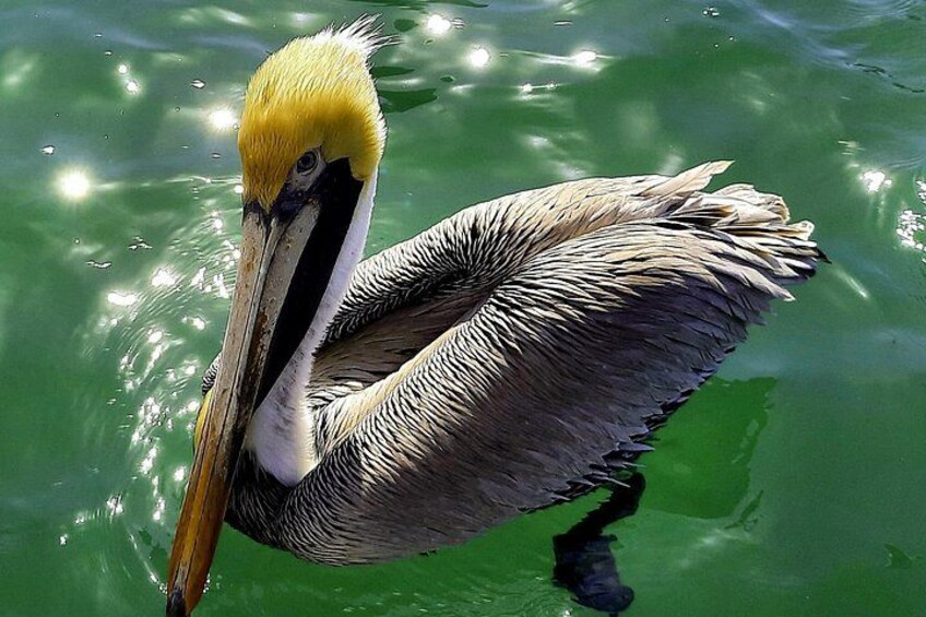 Beautiful wildlife watching 2