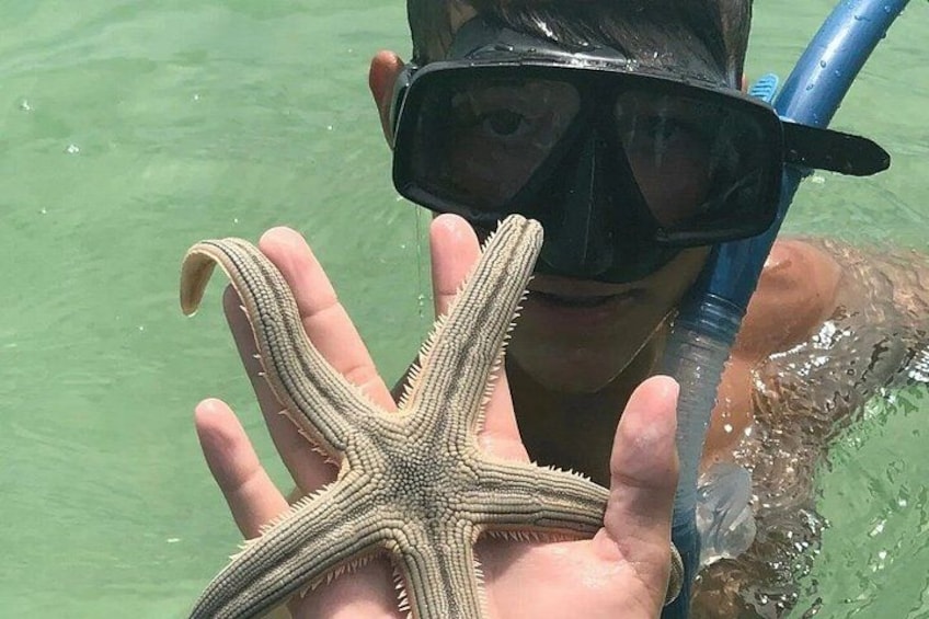 A person holding a starfish while snorkeling. 2