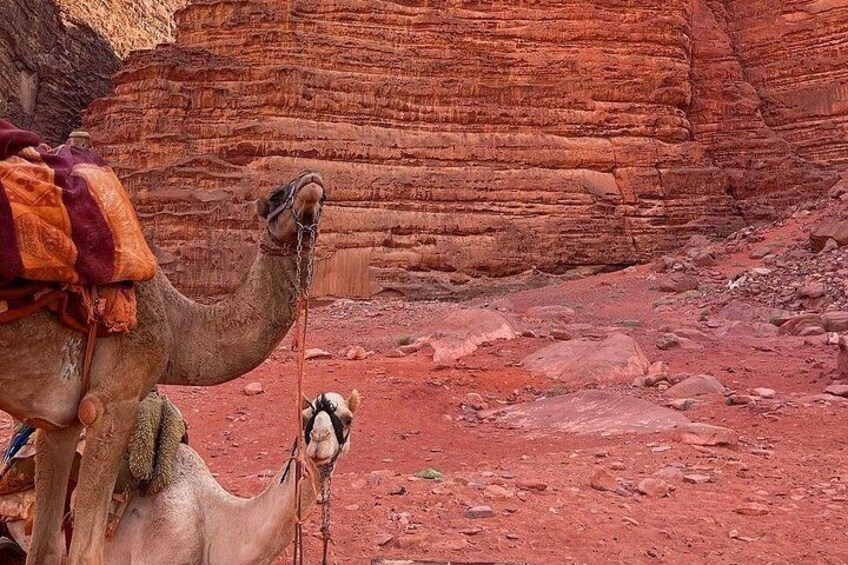 Un camello con arnes en un paisaje desértico pedregoso. 3