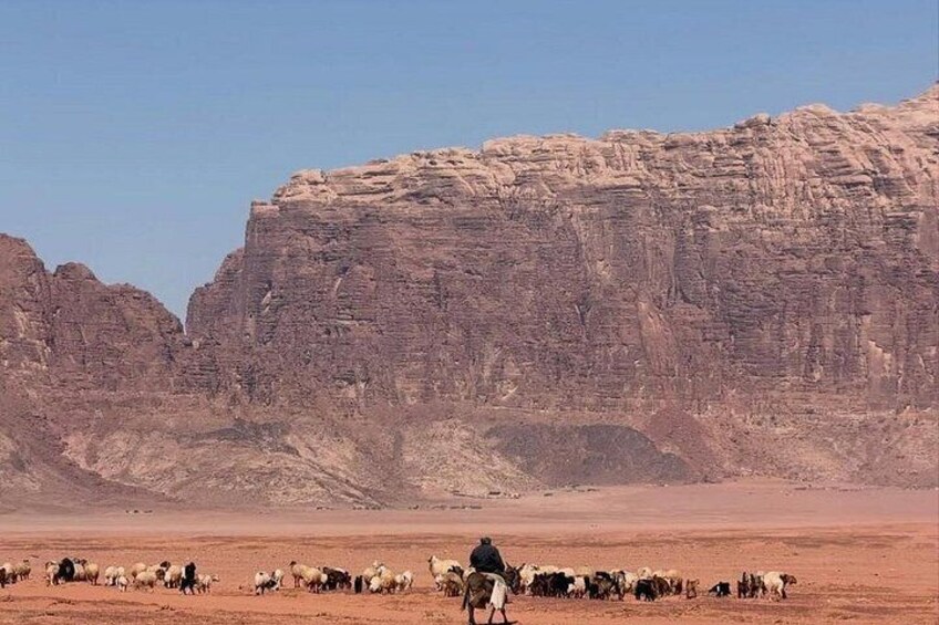 Paisaje desértico con un rebaño de ovejas y una persona guiándolas. 4