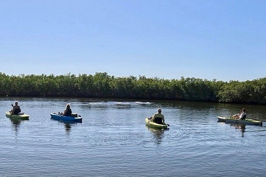 Menschen paddeln mit ihren Kajaks auf einem ruhigen Fluss, der von dichtem Mangrovenwald gesäumt ist. 4