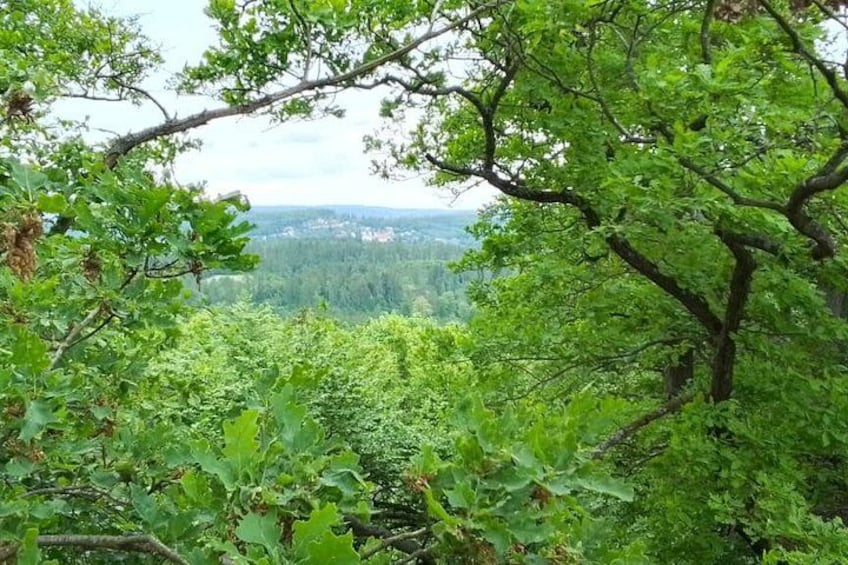 A dense forest with a variety of green foliage and a distant view of a town. 2