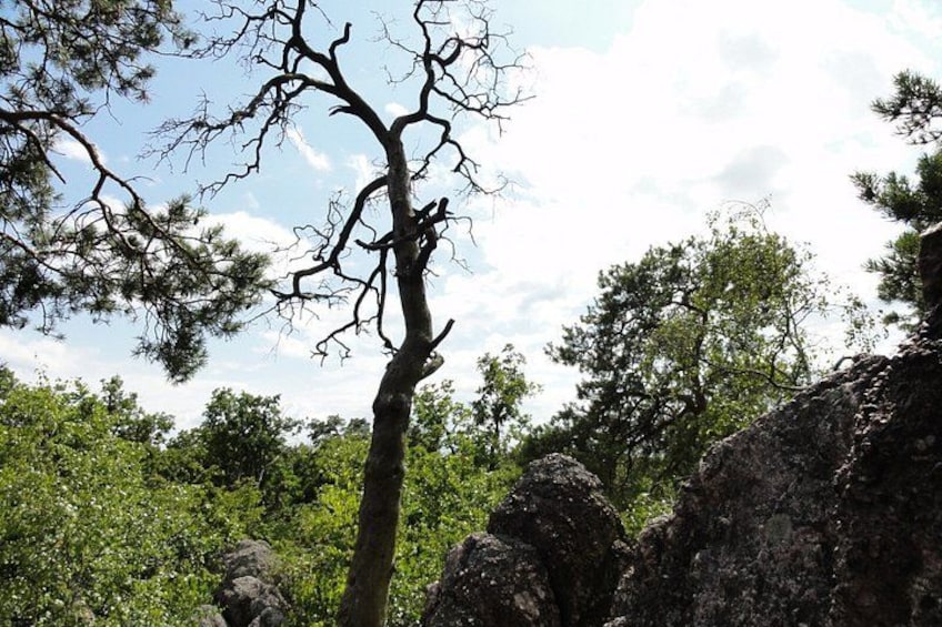 A leafless tree in a forested area with rocks and dense greenery. 4