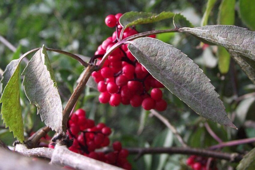 Red berries on a plant with green leaves. 5
