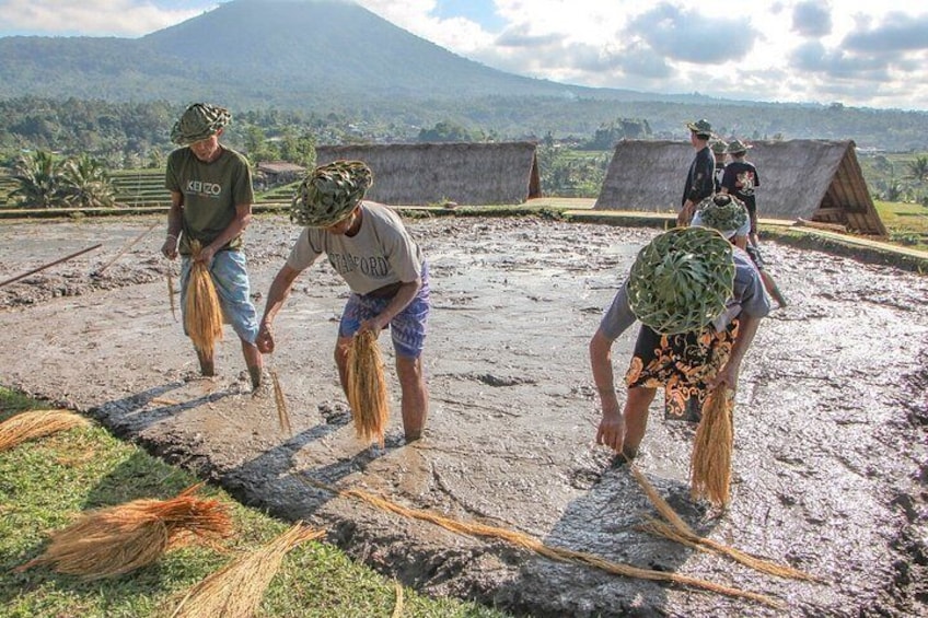 Bali Sekumpul, Banyumala Waterfalls and Rice Terrace UNESCO Tour 4