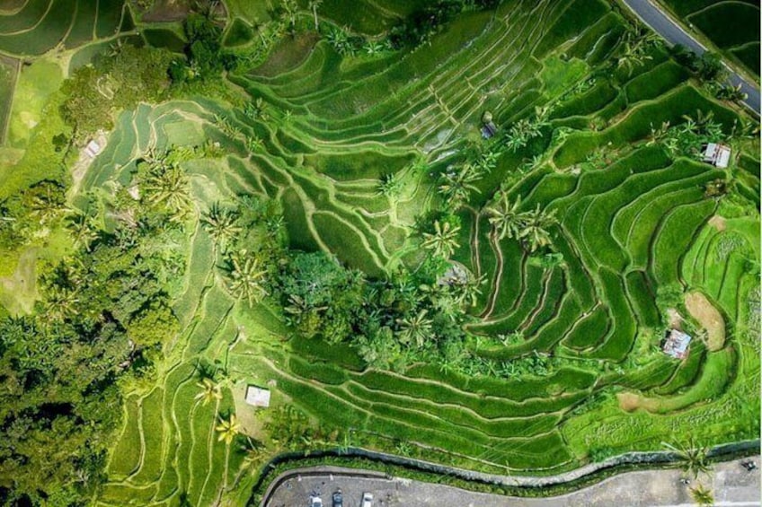 Bali Sekumpul, Banyumala Waterfalls and Rice Terrace UNESCO Tour 2