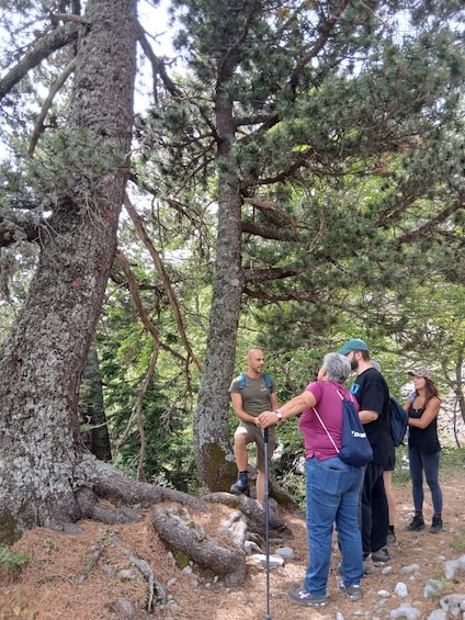 A group of people hiking in a forest with pine trees and a large fallen tree trunk. 4