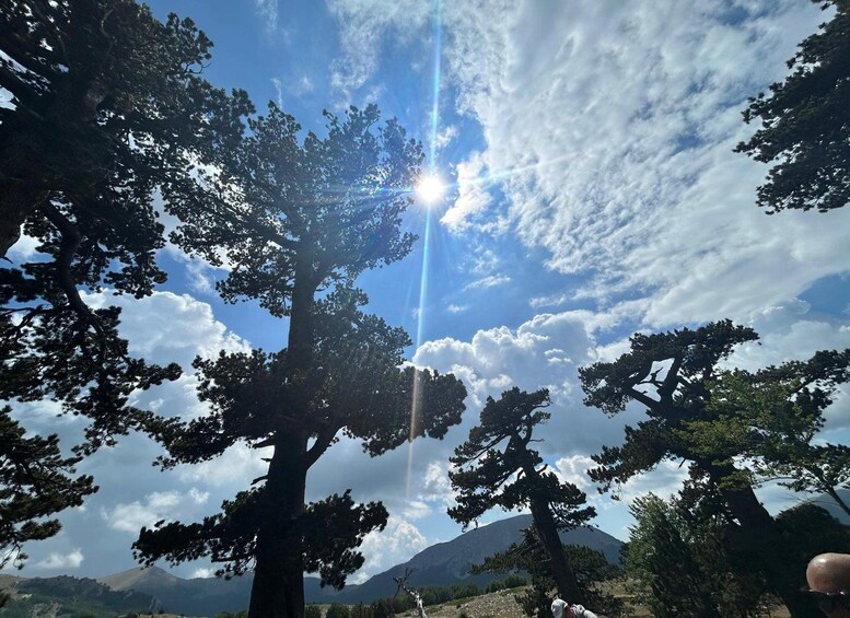 A mountain landscape with pine trees and a clear sky. 3