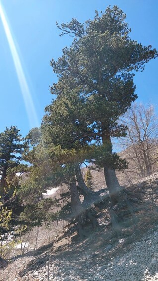 A large pine tree with a clear blue sky in the background. 5