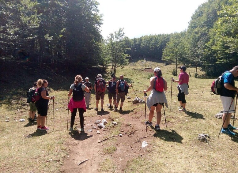 A group of hikers on a dirt trail surrounded by trees. 5