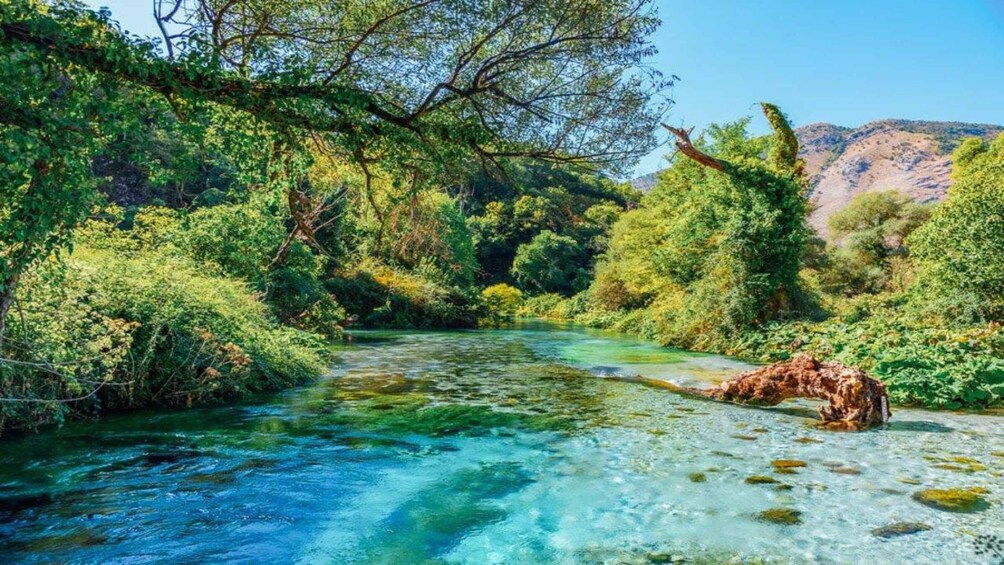 Un fiume limpido circondato da una fitta vegetazione verde e da un terreno roccioso. 4