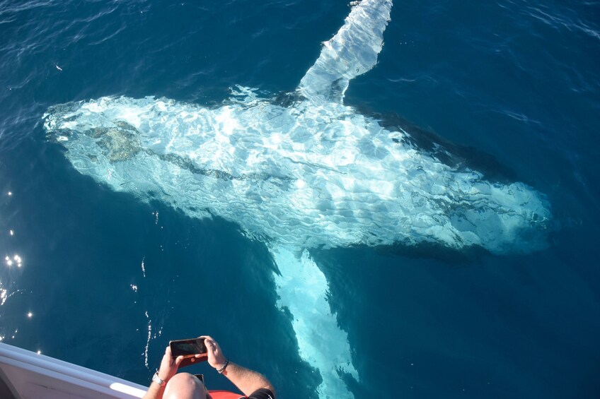 Passenger aboard a boat taking a photo of a whale 