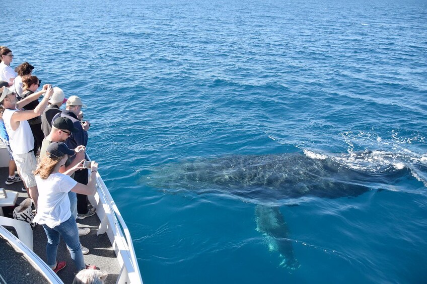 View of passengers aboard a boat taking photos and admiring a whale underwater in Mooloolaba