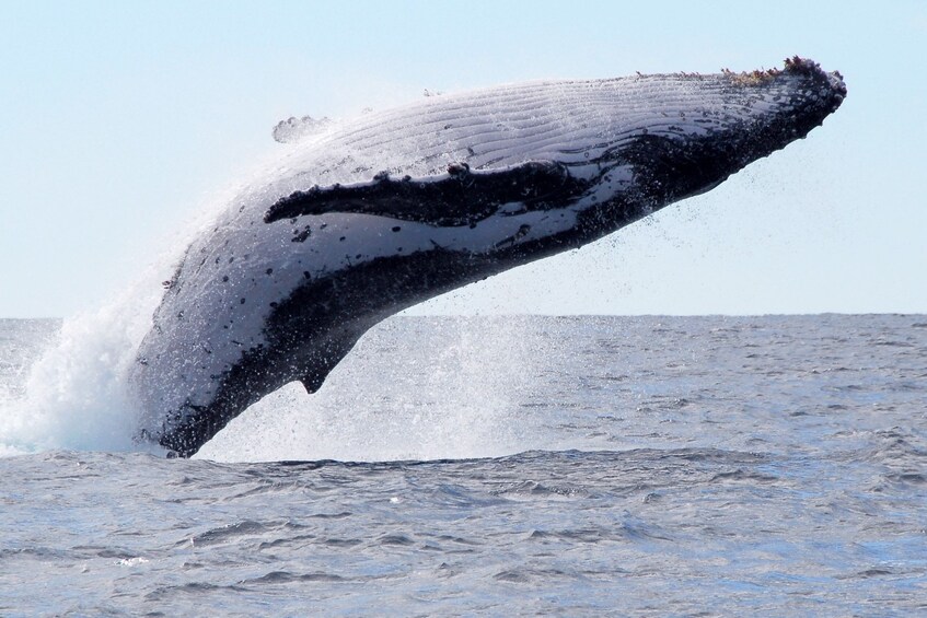 Large whale jumps out of water in Mooloolaba