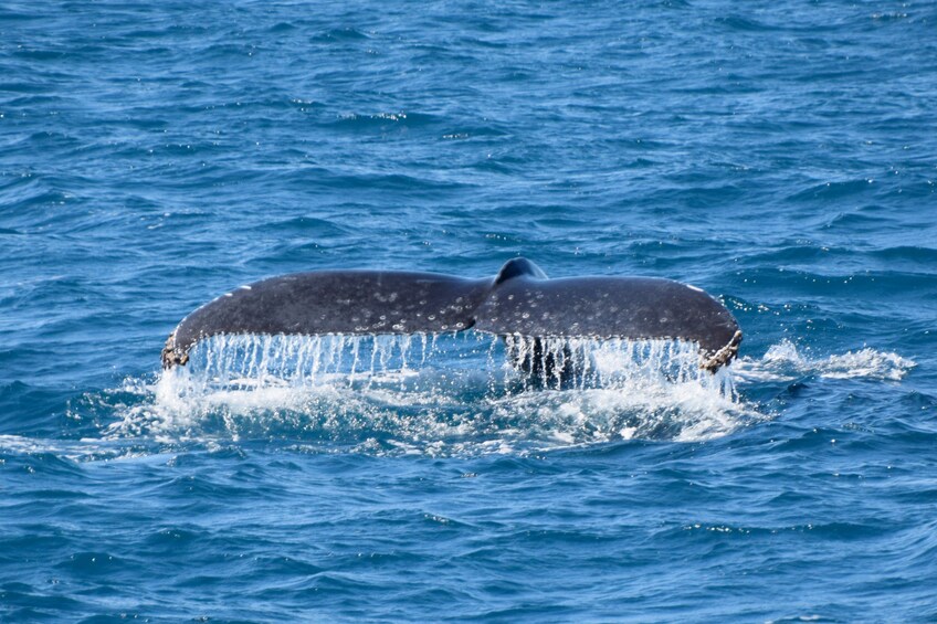 Whale tail in Mooloolaba