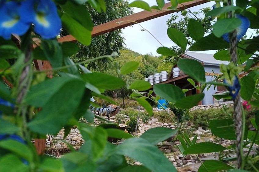 Un jardín con un pérgola de madera, follaje verde y una casa al fondo. 4