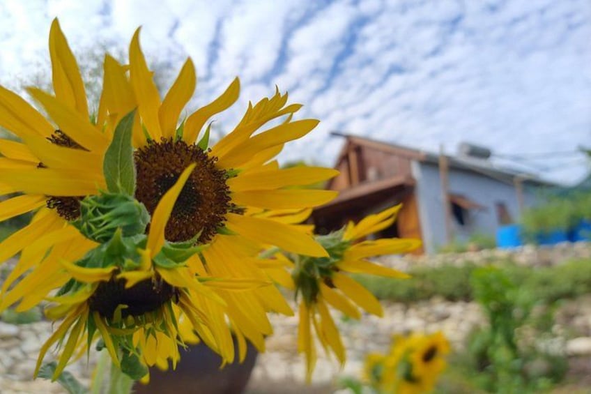 Un girasol con un fondo desenfocado de una casa y montañas. 5