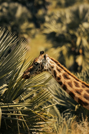 A giraffe eating leaves from a palm tree. 2