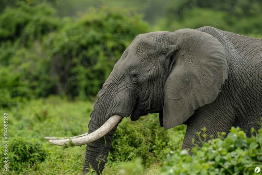 An elephant in a grassy field with dense vegetation in the background. 3