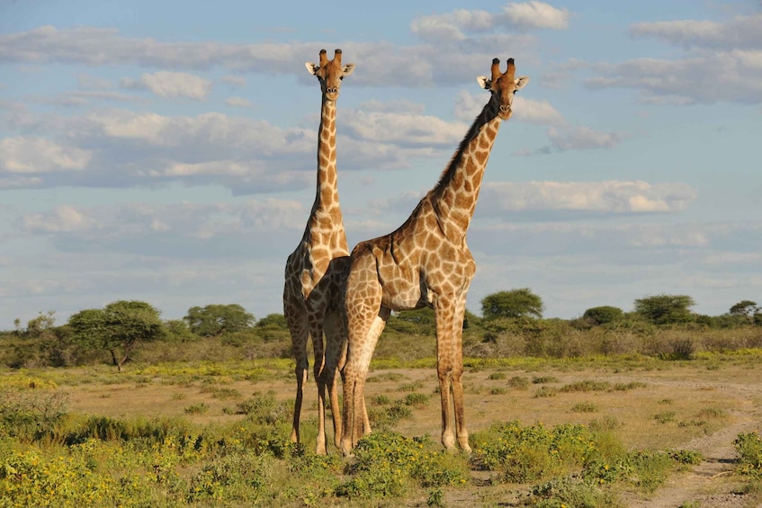 Two giraffes standing in a savannah with sparse vegetation and scattered trees under a partly cloudy sky. 1