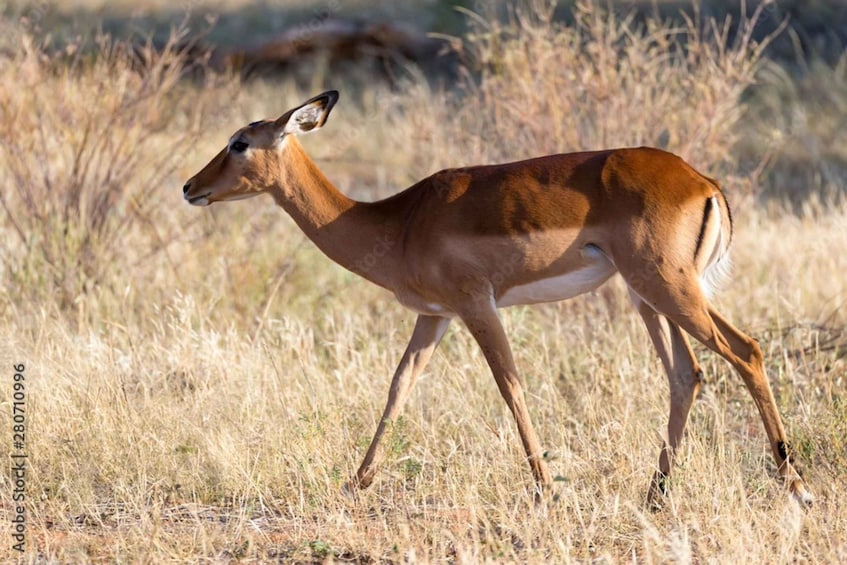 A deer walking through a grassy field. 5