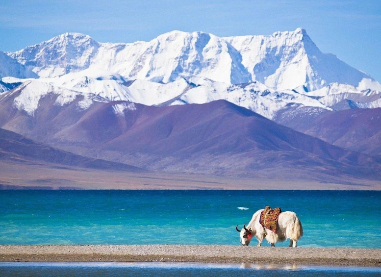 A yak grazing by a turquoise lake with snow-capped mountains in the background. 4