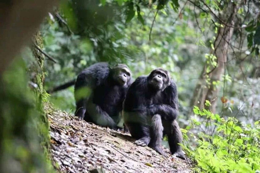 Two chimpanzees sitting on a forested slope. 4