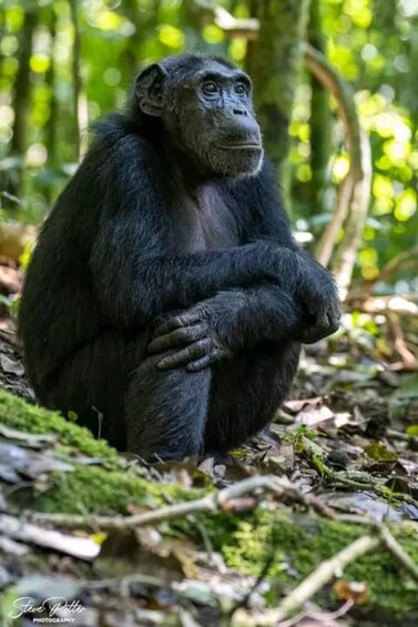 A chimpanzee sitting on the forest floor surrounded by green foliage. 1