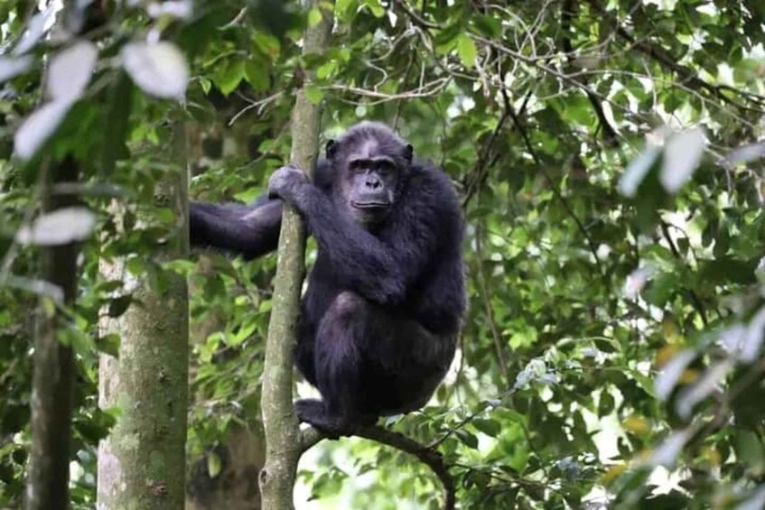 A chimpanzee sitting on a tree branch in a forest. 2
