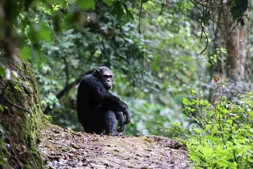 A gorilla sitting on a tree trunk in a forest. 3