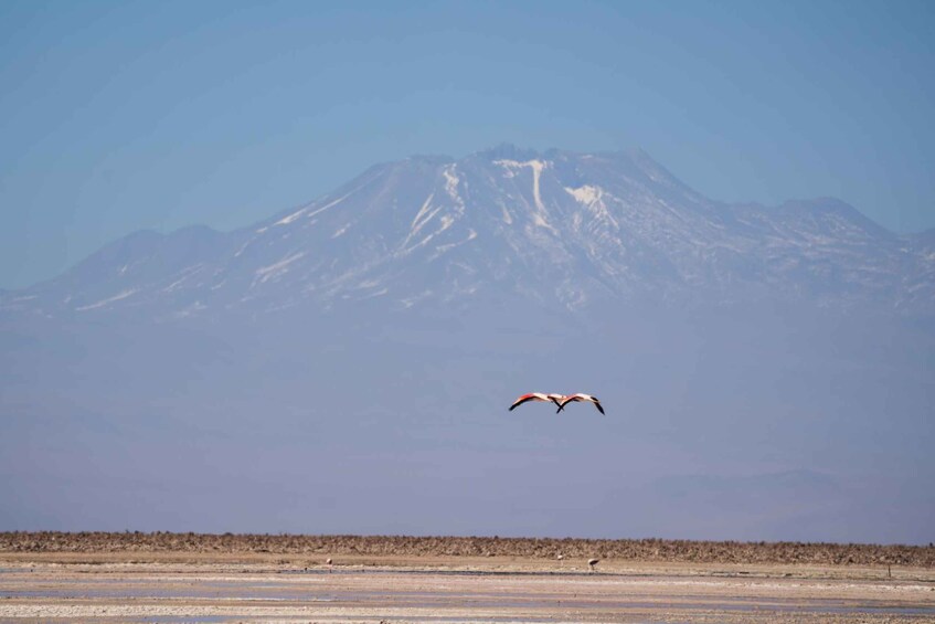 Picture 4 for Activity San Pedro de Atacama: Full-Day & Half-Day Tours 5