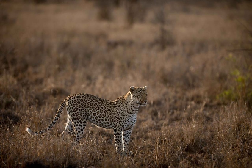 A leopard walking through a dry grassland. 1