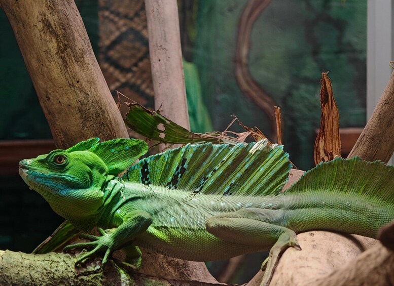 A green lizard on a branch in a terrarium. 4