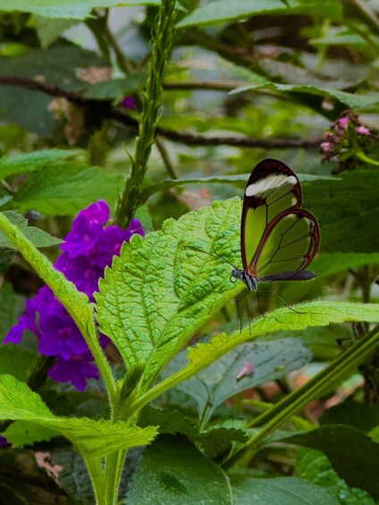 A butterfly on a green leaf with purple flowers in the background. 3