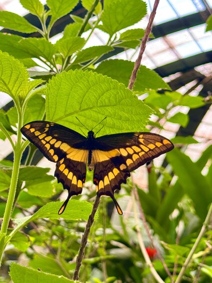 A butterfly on a green leaf. 5