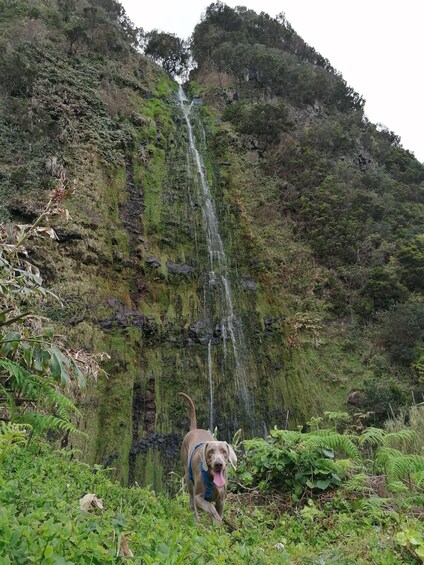 A dog walking near a waterfall in a forested area. 2