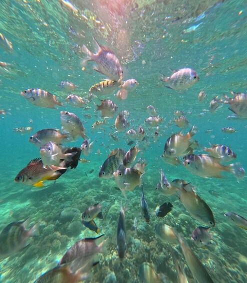 A school of fish swimming in clear turquoise water. 2