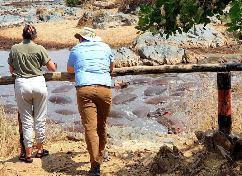 Two people observing hippos in a natural setting with rocky terrain and sparse vegetation. 3