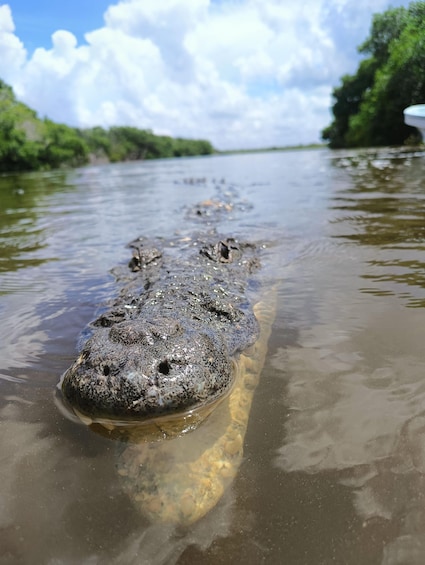 A crocodile partially submerged in water with a riverbank and trees in the background. 4